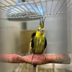 ذكر كروان