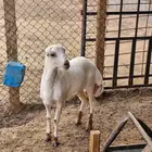 للبيع خروف لباني مغلق ظهر وطرف