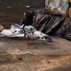 جوز كلسرا صافي للبيع