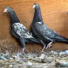 حمام باكستاني