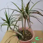 نباتات داخليه