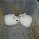 فروخ أرانب قزم