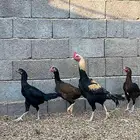 دجاج باكستاني