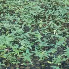 استركوليا ورديه