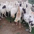 يوجد لدينا ضان رفيديات للبيع العدد راس 50راس مناتيج كلها