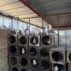 اعرض لكم حمام حب الرمان عشه كامله