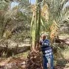 نخل مثمر للبيع جثايث نقايل فسائل خلاص برحي سكري شيشي هلالي