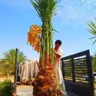 بيع نخل مثمر نقايل جثايث واشنطني اخلاص سكري برحي صقعي مجدول