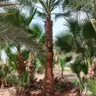 نخل واشنطني زينه جميع المقاسات