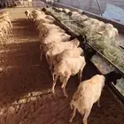 برابر جذعان وثنيان أحجام ممتازة جدا تفريد وجملة