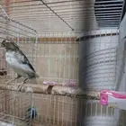 كنيري للبيع طيور