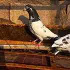 حمام باكستاني للبيع دماء قوية