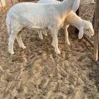 للبيع خرفان مشاريع فحول