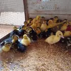 صوص بط مصري او بح