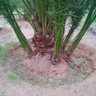 نخل عربي وزيتون