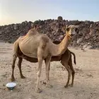 سلام عليكم ورحمة الله وبركاته