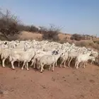 غنم للبيع حريه حارش