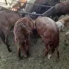 سواكن جذعان مرابي شهرين ونصف للبيع