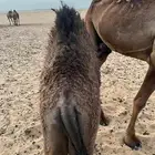 حواره صفرا طيبه