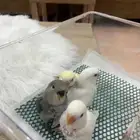 فروخ روز  غر  عمر شهر