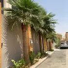 تكريب وتنظيف وشذاب نخل العربي ول واشنطونيا