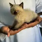قطط للبيع الأبو سكوتش والأم هملايا