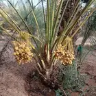 نخل مثمر للبيع خلاص برحي نخيل شيشي صقعي روثانه مجدول هلالي