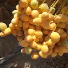 مهندس زراعي تخصص نخيل وإدارة الأعمال الفنية