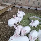 ارانب فرنسي