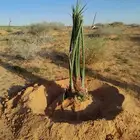 يوجد لدينا نخيل مثمر جميع الانواع وجميع مقاساته وسعارمناسبه