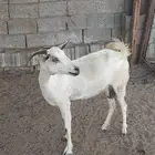 عنز بيشية دافع للبيع