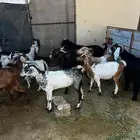 معزه 12 عنز جدعه وتنيه رباع دفيع كلها