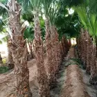 نخل مثمرونخل واشنطن زينه