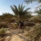 يوجد لدينا نخل للبيع مجدول عنبره صفاوي صقعي