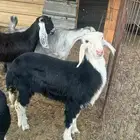 طلي نجدي
