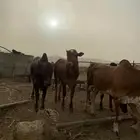 حسلان فل شحم ولحم الموقع محايل عسير