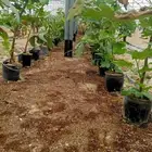 شتلات تين سوري . ب15 ريال .