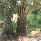 نخل سكري ومسكاني .
