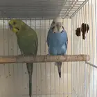 أزواج طيور منتجة بادجي  كروان  فيشر صحة وتغذية ونظافة ممتازة