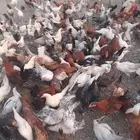 دجاج البلدي