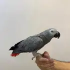 ببغاء كاسكو اليف ومتكلم