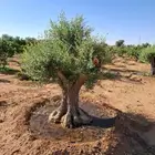 اشجار زيتون