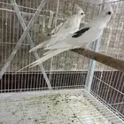 كروان زوج انتاج