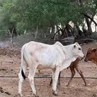 عجل بلدي للبيع على السوم