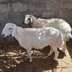 ثلاث طليان معلقه عمر 7 8 شهور