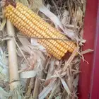 داره رومي حبه كبيره من 13