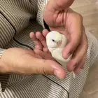 طيور بادجي (عاشق ومعشوق) أليفة وبألوان مميزة