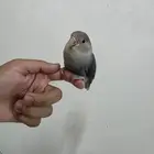 للبيع روز