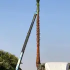 ابوسالم لتوريد انخيل الواشنطني