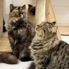 قطط للتبني الأعمار من 6 شهور الى سنة